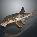 Detailed Fish Anatomy Featuring Eyes Mouth Fins And Textured Scales Structure