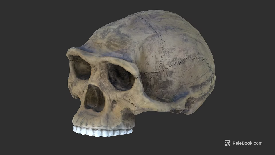 Human Skull Anatomical Model With Detailed Bone Structure And Texture 3d model 