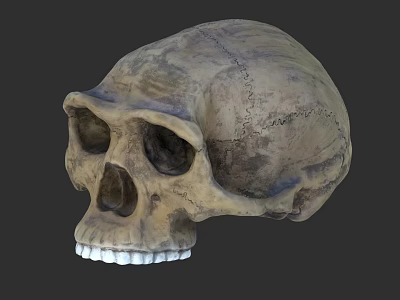 Human Skull Anatomical Model With Detailed Bone Structure And Texture 3d model