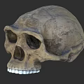 Human Skull Anatomical Model With Detailed Bone Structure And Texture