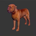Reddish Orange Dogue de Bordeaux Standing on Black Background with Reflective Surface