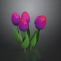 Blooming Purple and Pink Gradient Tulips with Fresh Green Leaves on Stems