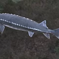 Sturgeon In Water With Gray Streamlined Body Ridge Scales And Long Snout