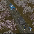 Aerial View Of Blossoming Flower Field Landscape With Visitors Parked Cars For Pleasant Outdoor Trip