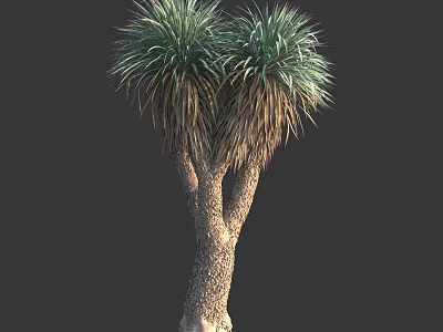 Tall Tree With Double Trunks Lush Green Leaves And Textured Bark 3d model