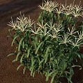 Corn Plant With Green Leaves And Yellow Tassels Growing In Outdoor Garden