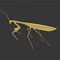 Brown Green Praying Mantis With Long Legs And Wings On Gray Background