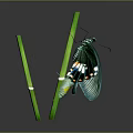 Green Winged Butterfly Perched On Two Green Straws Against Dark Background