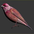 Vibrant Pink Bird with Red Head and Feathers Standing on Dark Surface Against Gray Background