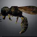 Detailed 3D Wasp Model With Black And Yellow Stripes And Transparent Wings