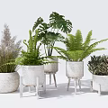 Stylish Potted Plants Display with Different Green Plants White Woven Pots and Stands