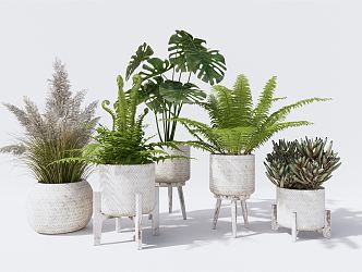 Modern potted ferns potted succulents Pennisetum turtle leaf Venus fern 3d model