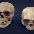 Anatomical Display Of Two Human Skulls With Mandible And Skeleton Parts