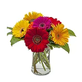 Potted Gerbera Plant With Yellow Red Pink Flowers And Green Leaves In Clear Pot