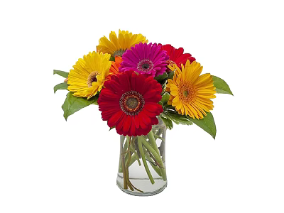 Potted Gerbera Plant With Yellow Red Pink Flowers And Green Leaves In Clear Pot 3d model