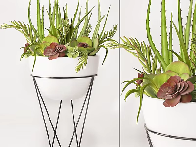 Decorative Ornament Set With Green Plants Succulents In White Pots And Black Metal Stands 3d model
