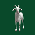 Two White Goats Standing on Black Background with Clear Reflections 3d model