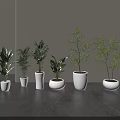 Various Types of Bonsai Potted Plants in White Pots on Gray Tabletop