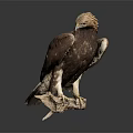Majestic Brown Eagle With Detailed Feathers Perched On Wooden Perch Against Dark Background