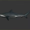 Realistic Blue Shark Marine Animal With Lifelike Smooth Body And Detailed Fins