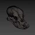 Detailed Anatomical Animal Skull Structure With Visible Teeth And Bone Features