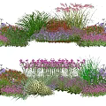 Colorful Mixed Plant Combination For Garden With Various Flowers And Grasses