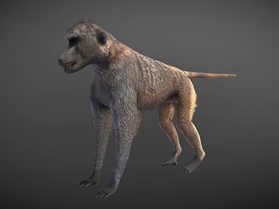 Detailed 3D Monkey Model Standing On Gray Background With Realistic Fur 3d model
