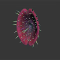 Exotic Red Thorny Plant Featuring Petal Like Structure With Shiny Center Seeds And Yellow Stamens