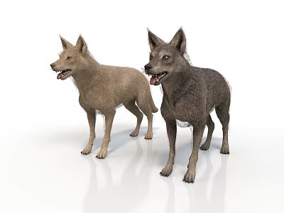 Two Wolves Standing With Light Brown And Dark Gray Fur On White Background 3d model