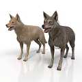 Two Wolves Standing With Light Brown And Dark Gray Fur On White Background 3d model