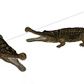 Two Aquatic Animal Crocodile Models With Open Mouths On White Background