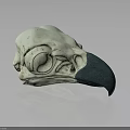 Detailed Bird Skull With Green Beak And White Bone Anatomical Structure