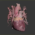 Detailed 3D Heart Anatomical Model Medical Device For Educational Visualization