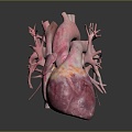 Heart Human Organ Organ Human Medical Teaching Aware 3d model