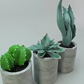 Bonsai Potted Plants with Cactus Succulent and Agave in Cylindrical Gray Concrete Pots
