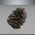 Dark Brown Pine Cone With Scaly Texture On Gray Gradient Reflective Surface 3d model