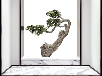 New Chinese Bonsai Pine model