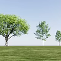 Arbor Trees Of Different Sizes Standing On Green Grassland Under Clear Blue Sky