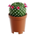 Green Spherical Cactus with White Spines and Pink Flowers in Brown Pot for Home Decoration