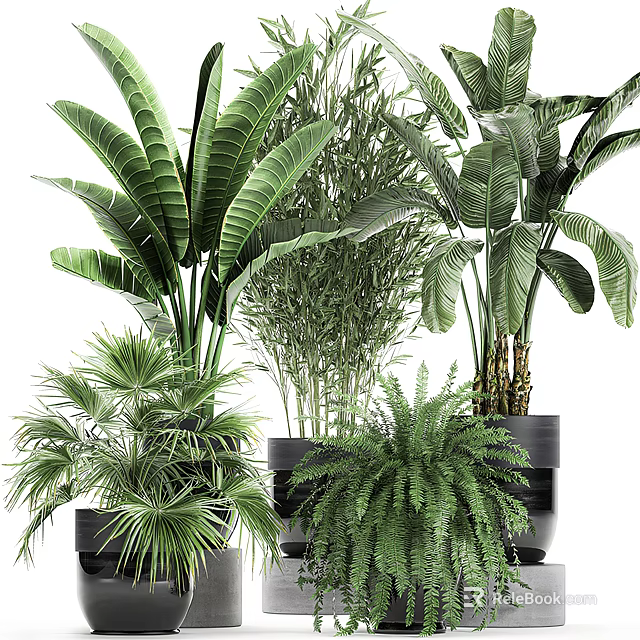 Bonsai Potted Plants Various Types With Lush Green Foliage Different Leaf Shapes For Indoor Decor 3d model 