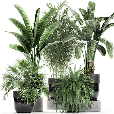 Bonsai Potted Plants Various Types With Lush Green Foliage Different Leaf Shapes For Indoor Decor 3d model