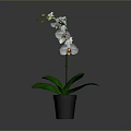 White Orchid Plant with White Flowers and Green Leaves in Black Pot Against Gray Background