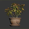 Succulent Plant With Green And Orange Leaves In Terracotta Pot With Saucer