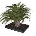 Lush Green Frond Palm Tree Growing In Square Planter With Soil