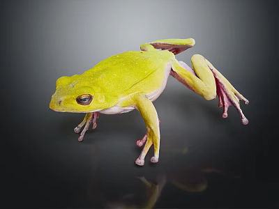 Yellow Frog With Bright Body Color And Pinkish Limbs Standing On Dark Surface 3d model