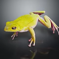 Yellow Frog With Bright Body Color And Pinkish Limbs Standing On Dark Surface