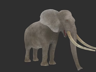 Gray Elephant With Large Ears Long Trunk And White Tusks On Black Background 3d model