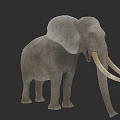 Gray Elephant With Large Ears Long Trunk And White Tusks On Black Background