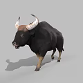 Realistic Black Bull With Large Curved Horns Standing On Gray Background