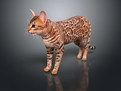 Bengal Cat With Spotted Coat Standing On Reflective Surface And Shiny Fur Pattern 3d model